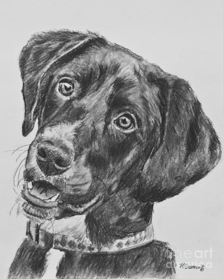 Chocolate Lab Sketch at Explore collection of