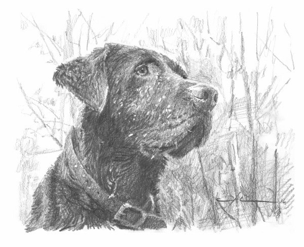 600x489 Mike Theuer - Chocolate Lab Sketch