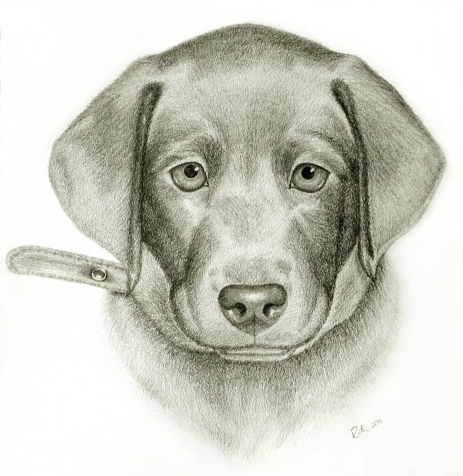1557x1600 My Chocolate Lab Puppy (Leia) I Sketch Pets - Chocolate Lab Sketch
