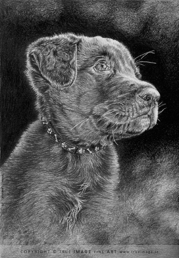 580x835 Pencil Pet Portraits Art Gallery - Chocolate Lab Sketch