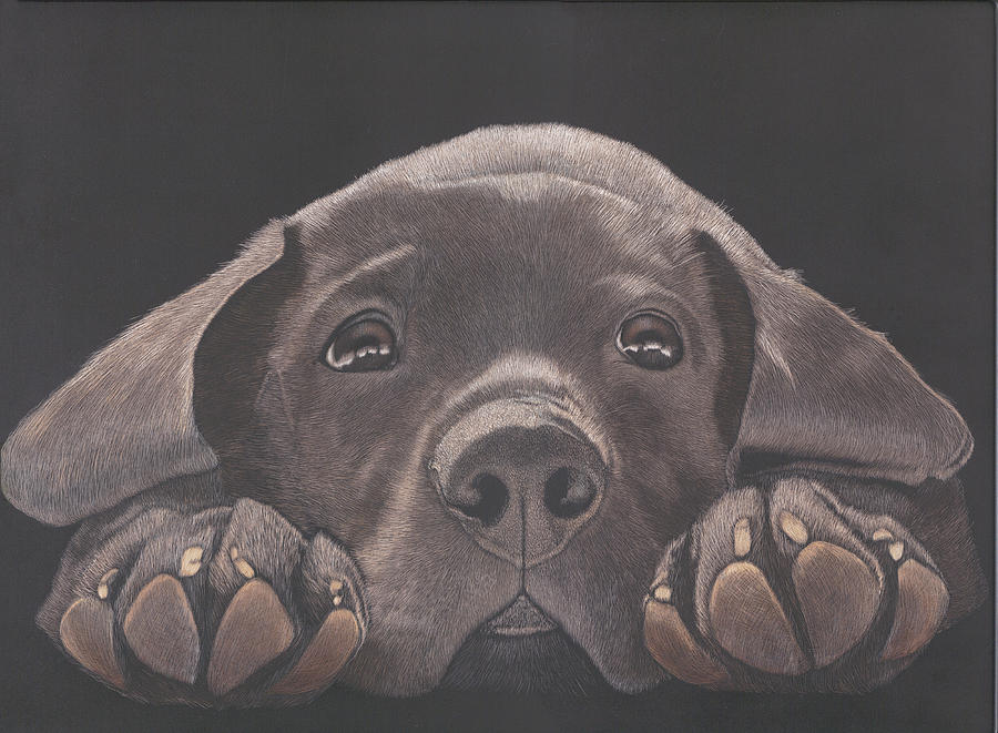 900x661 Take Me Home - Chocolate Lab Sketch