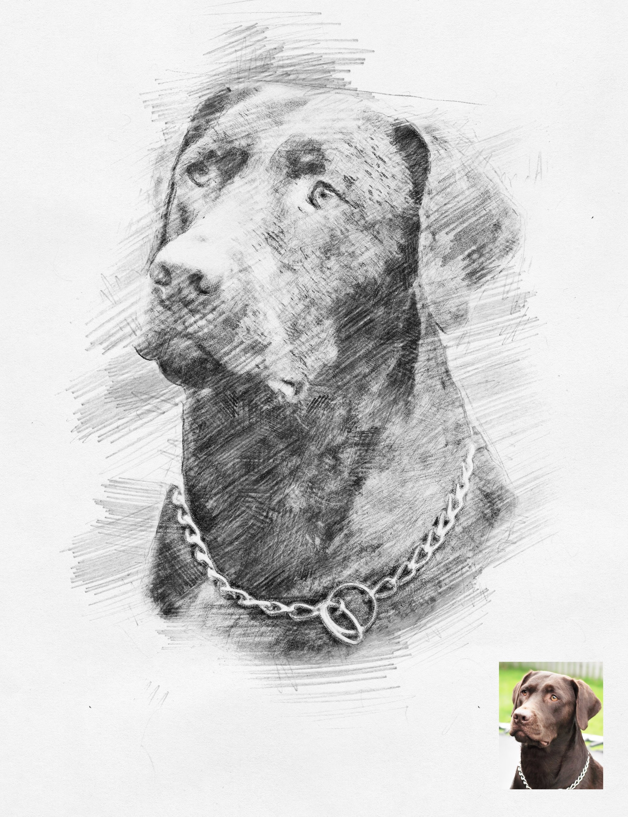 2000x2600 Chocolate Lab German Shepherd Art Abstract Art Boxer Dogs - Chocolate Lab Sketch