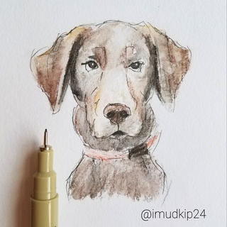 320x320 Hershel78083 Chocolate Lab. - Chocolate Lab Sketch