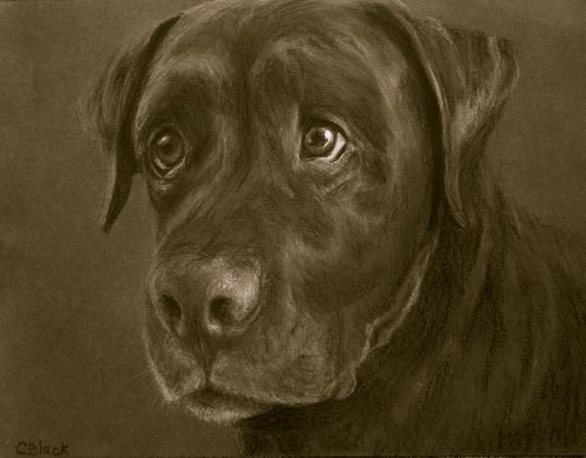 650x508 Brown Lab By Chris Black - Chocolate Lab Sketch