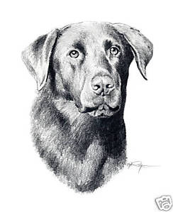 244x300 Chocolate Lab Pencil Drawing 8 X 10 Art Print Signed Djr Ebay - Chocolate Lab Sketch