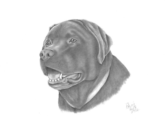 550x398 Chocolate Lab Photographic Prints By Patriciahiltz Redbubble - Chocolate Lab Sketch