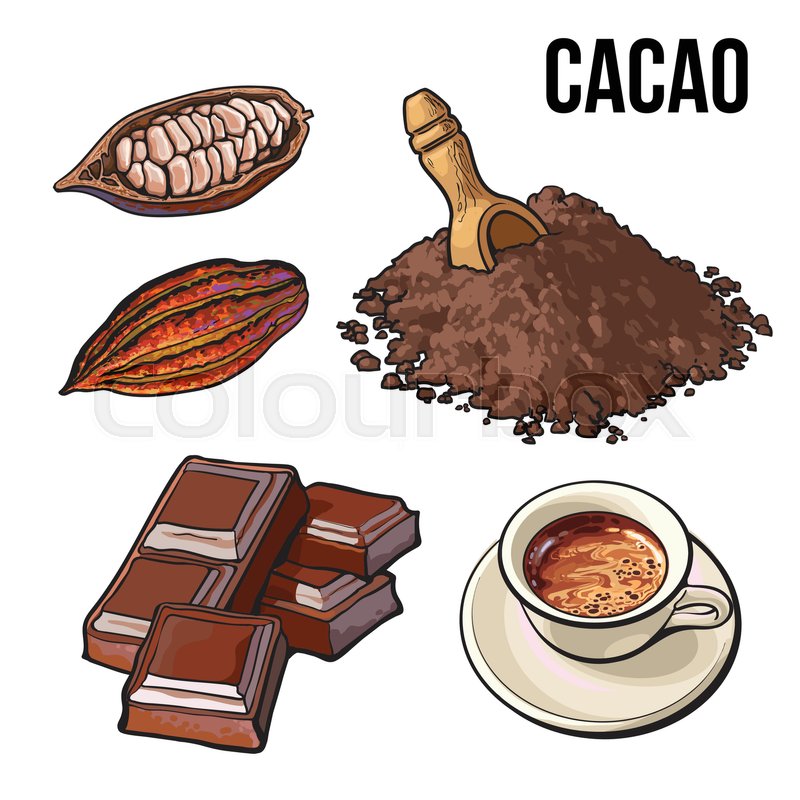 800x800 Hand Drawn Pile Of Cocoa Powder, Cacao Fruit And Cup Of Hot - Chocolate Sketch