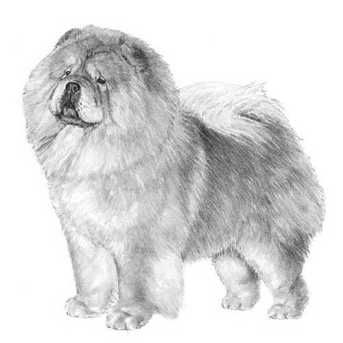 500x500 Chow Chow Illo American Kennel Club - Chow Chow Sketch