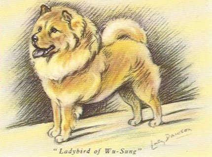 430x319 Chow Chow Vintage Dog Art Prints, Gifts And Artwork From - Chow Chow Sketch