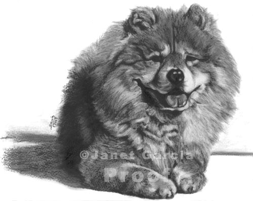 500x398 Chow Chow Charcoal Drawings - Chow Chow Sketch