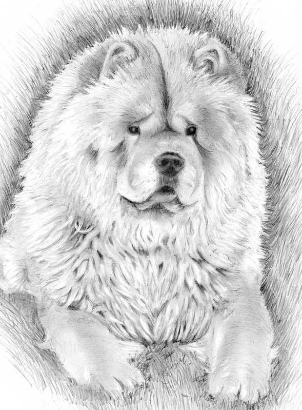589x799 Chow Chow Sketch - Chow Chow Sketch