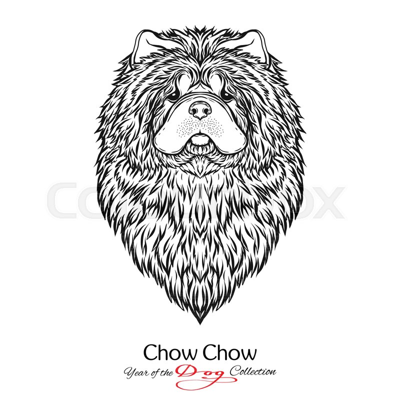 800x800 Chow Chow. Black And White Graphic Drawing Of A Dog. Vector - Chow Chow Sketch