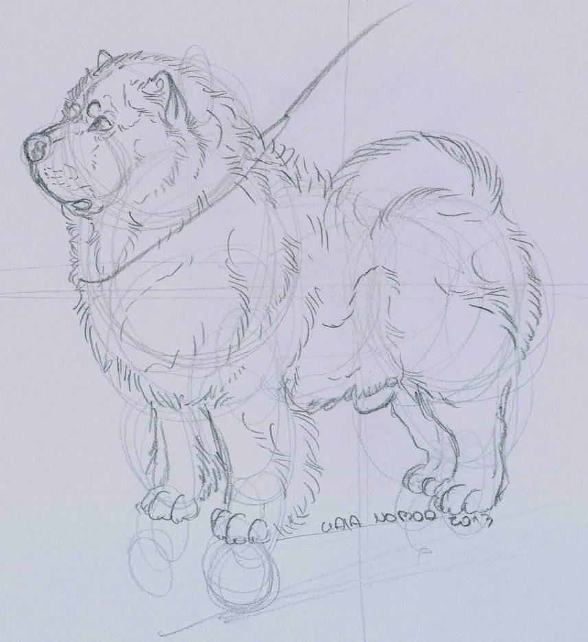 856x934 Chow Chow Conformation Sketch By Foreignfrontierranch - Chow Chow Sketch