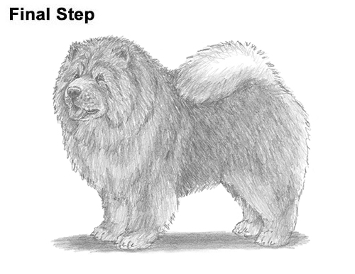 500x386 How To Draw A Dog (Chow Chow) - Chow Chow Sketch