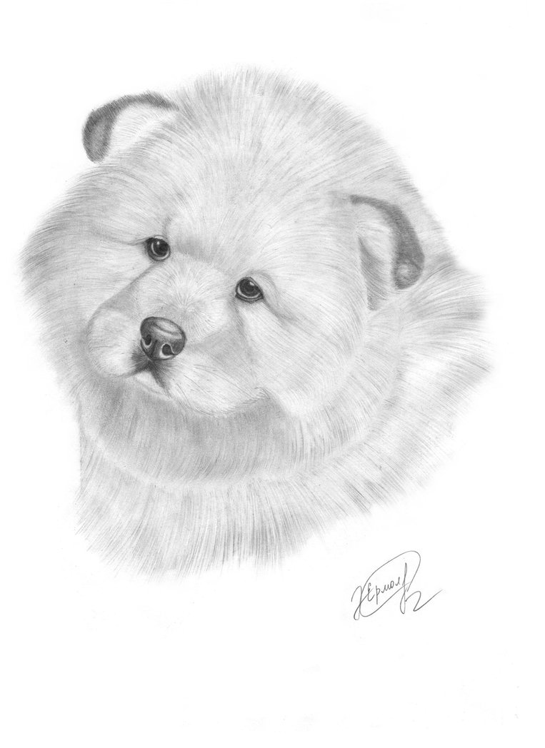 763x1048 Puppy Chow Chow By Evelinapoodle - Chow Chow Sketch