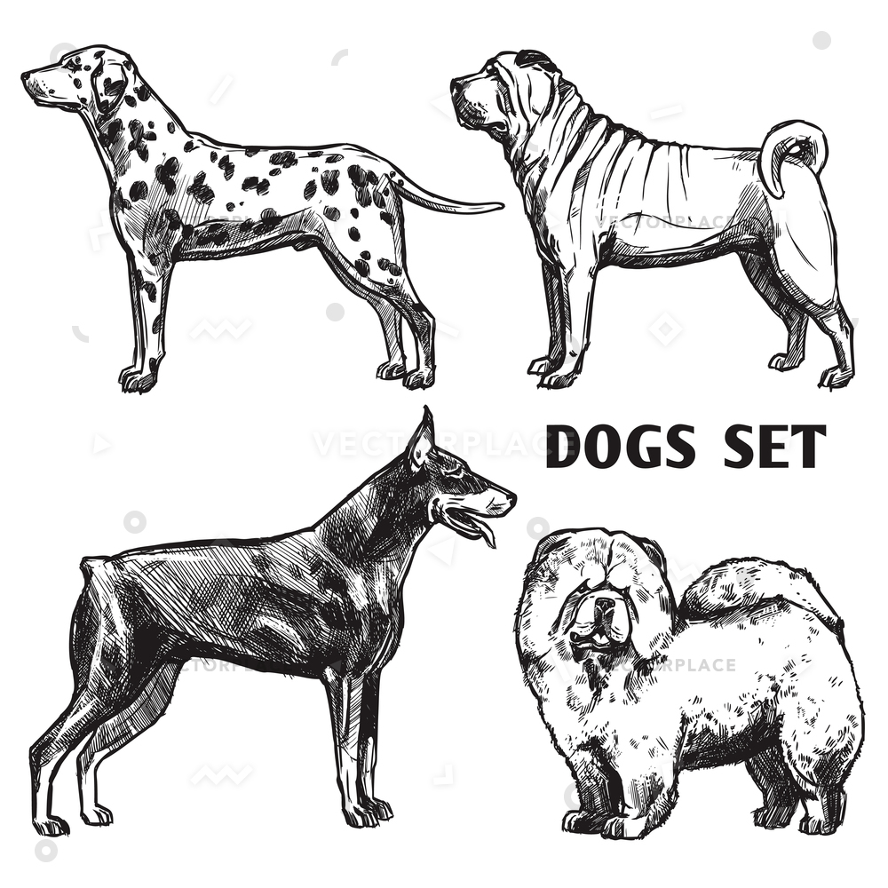 1000x1000 Sketch Dogs Portrait Set Dalmatian Doberman Vector Illustration - Chow Chow Sketch