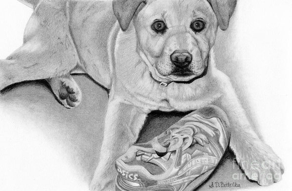 599x391 Sneaker Snatcher Labrador And Chow Chowx Mix Art Print By Sarah - Chow Chow Sketch