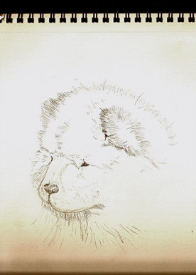 276x386 Bbc - Chow Chow Sketch