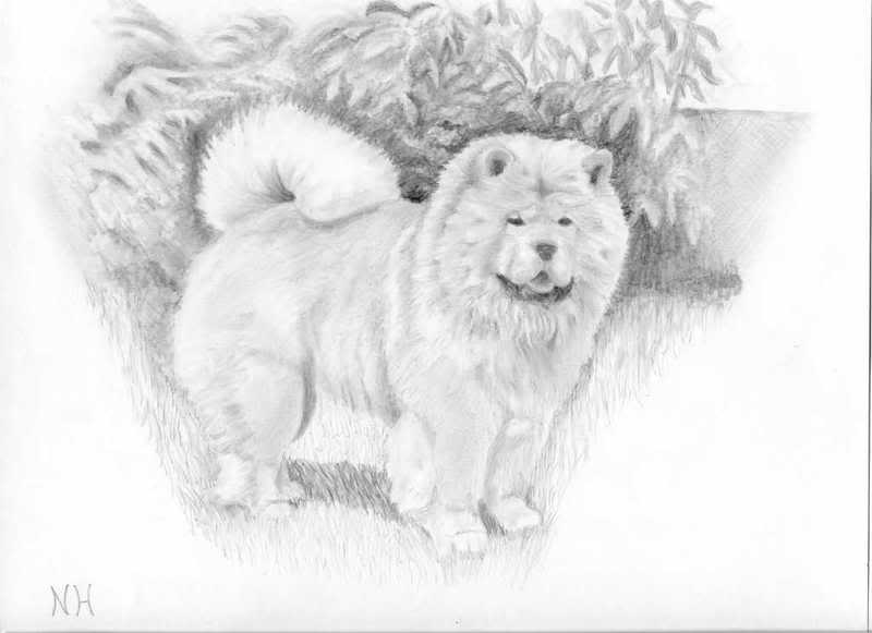 800x581 Blue Tongue Talk - Chow Chow Sketch