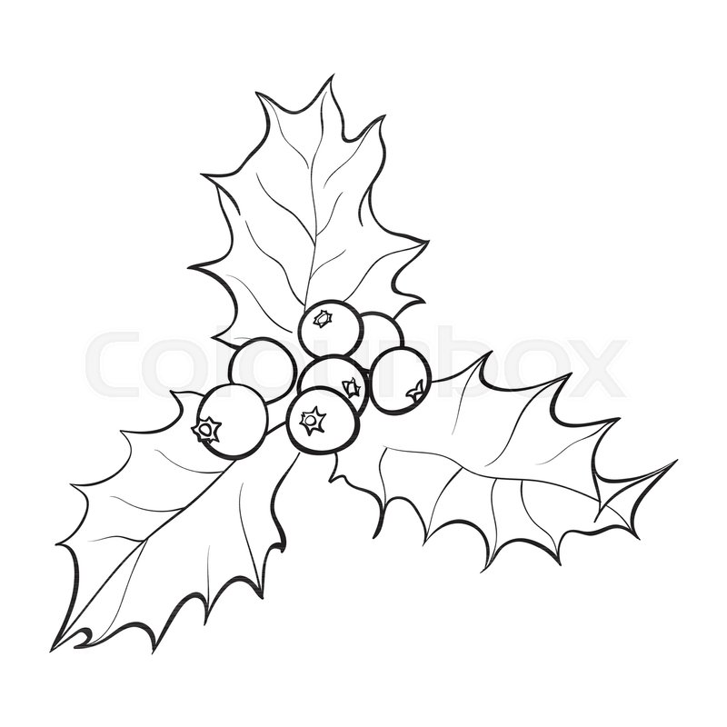 800x800 Mistletoe Black And White Branch With Leaves And Berries, Holly - Christmas Holly Sketch