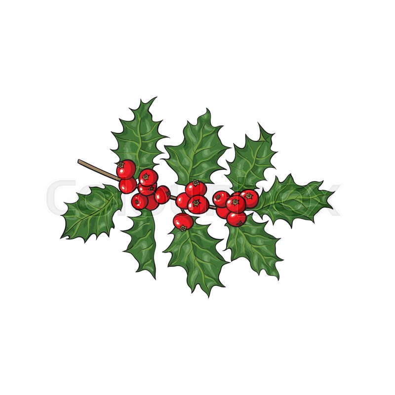 800x800 Mistletoe Branch, Twig With Green Leaves And Red Berries - Christmas Holly Sketch