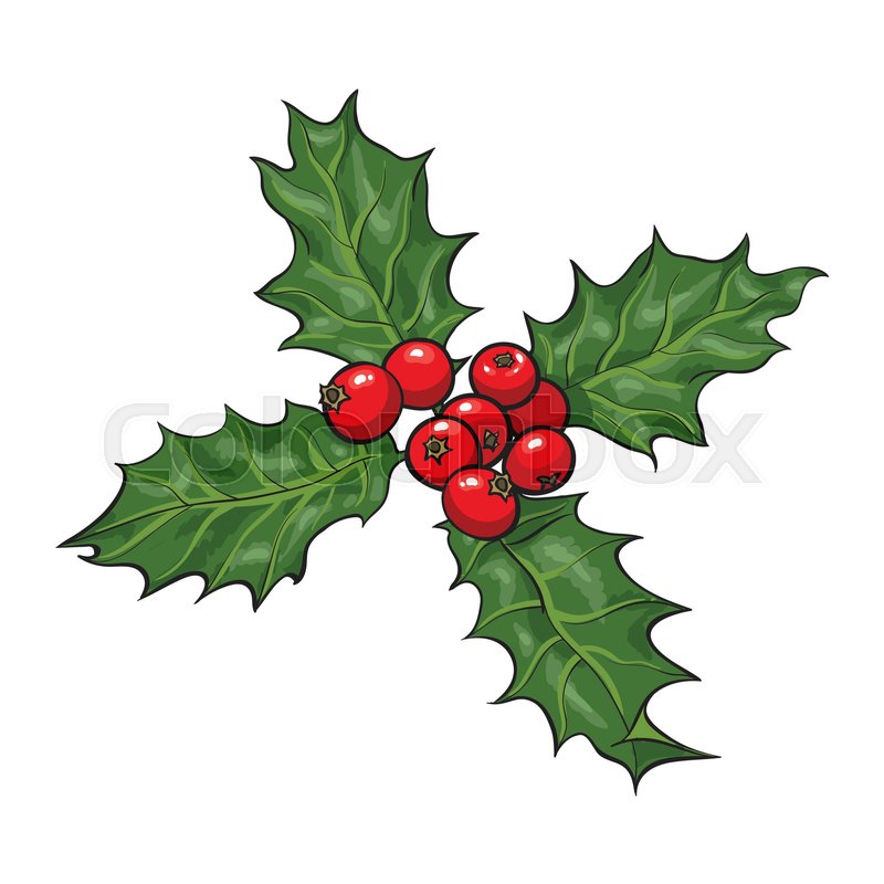 800x800 Mistletoe Branch With Leaves And Berries, Holly Berry Christmas - Christmas Holly Sketch
