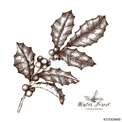 500x500 Vector Illustration Of Hand Drawn Holly Berries. Christmas Decor - Christmas Holly Sketch