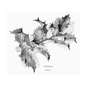300x300 Christmas Holly Photograph By Granger - Christmas Holly Sketch
