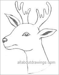 194x246 More Pencil Drawings Of Christmas - Christmas Reindeer Sketch