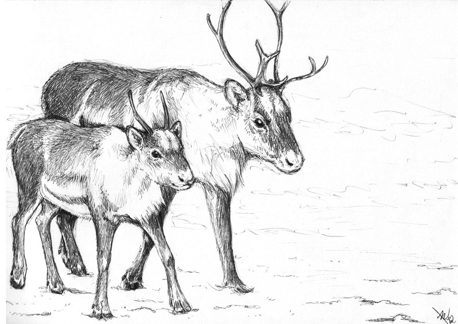 900x637 Christmas Drawing, Pencil, Sketch, Colorful, Realistic Art Images - Christmas Reindeer Sketch