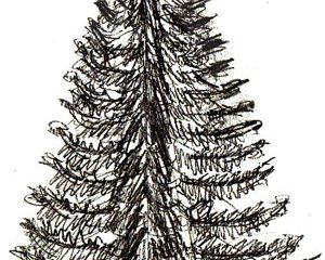 300x240 How To Draw A Christmas Tree Draw Step Step Free Printable Pages - Christmas Tree Sketch