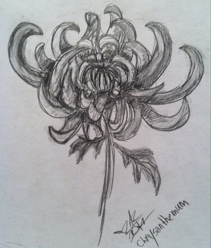 824x970 Chrysanthemum Sketch By Lady Autobot17 - Chrysanthemum Sketch