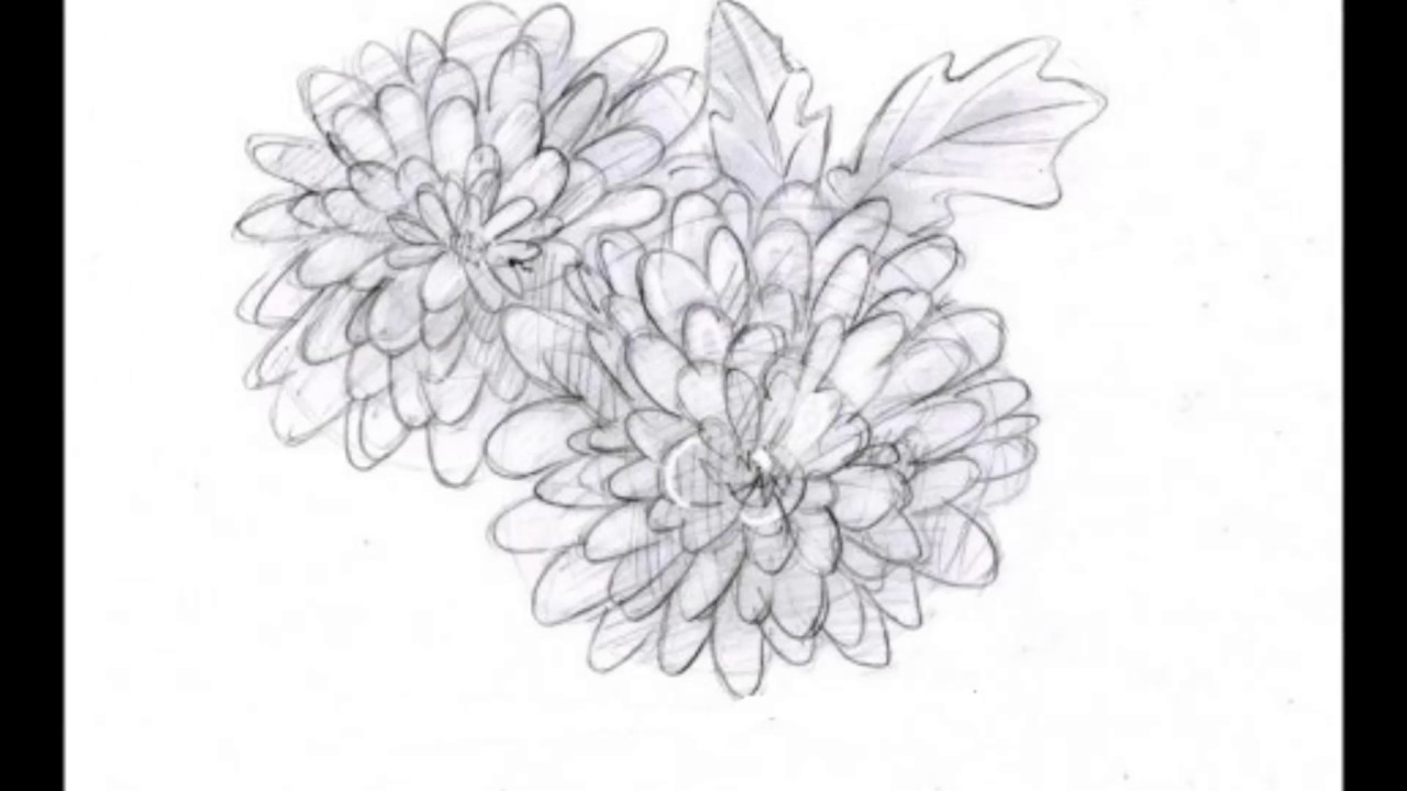 1280x720 How To Draw A Chrysanthemum - Chrysanthemum Sketch