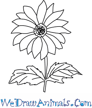 300x350 How To Draw A Chrysanthemum Flower - Chrysanthemum Sketch