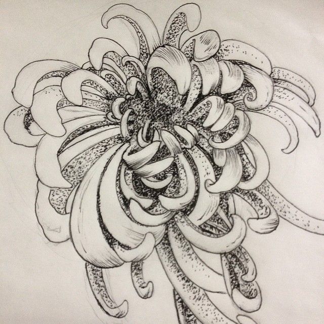 Chrysanthemum Sketch at PaintingValley.com | Explore collection of ...