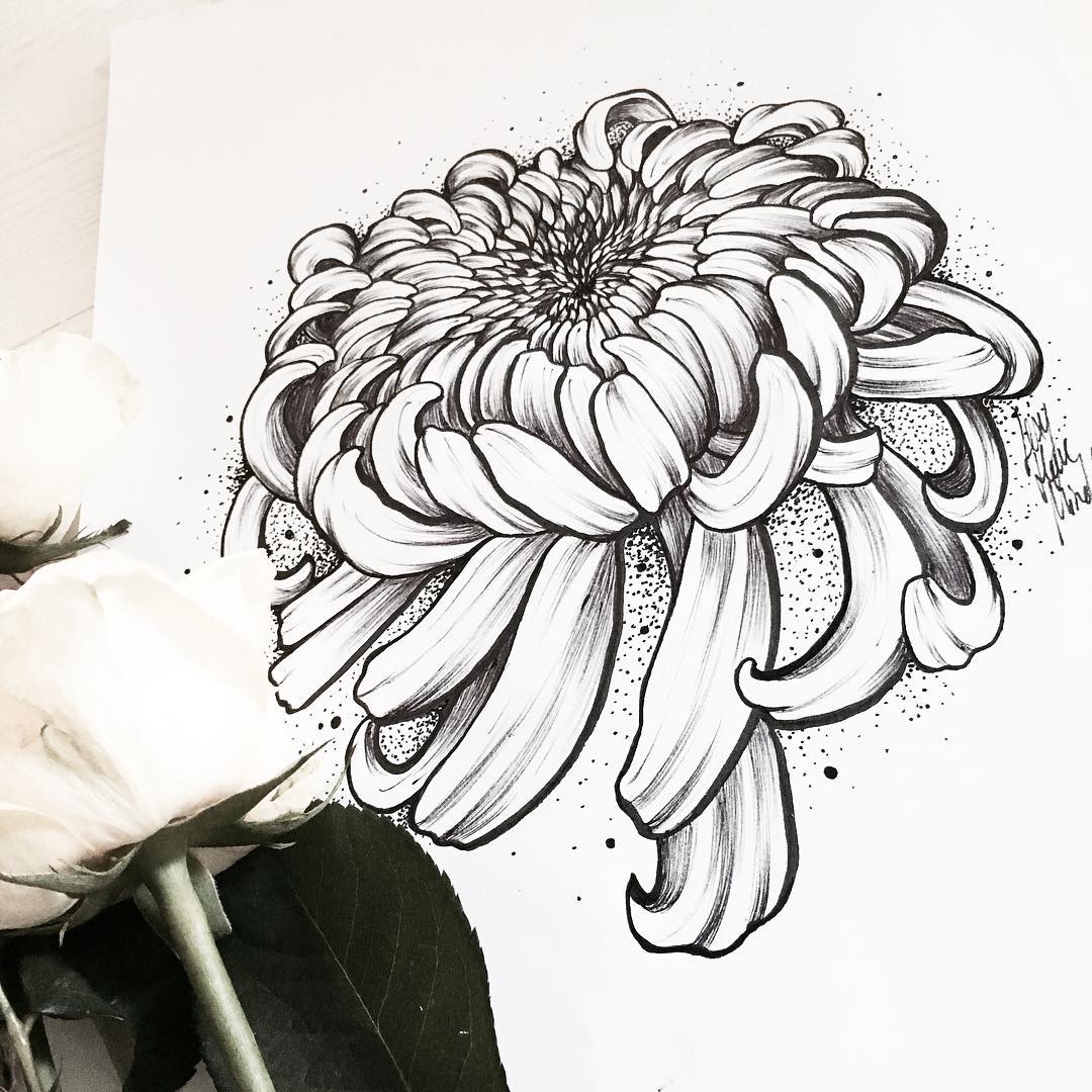 1080x1080 Sketch Art, Pencil Drawings Tag Chrysanthemum Archives - Chrysanthemum Sketch