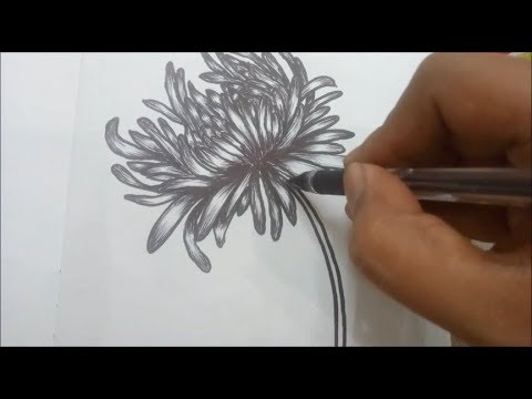 480x360 Sketchbook Diaries - Chrysanthemum Sketch