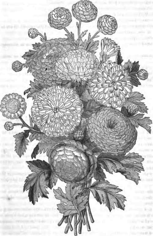 500x770 The Daisy Chrysanthemums - Chrysanthemum Sketch