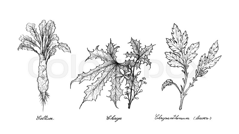 800x450 Vegetable Salad, Illustration Of Hand Drawn Sketch Delicious Fresh - Chrysanthemum Sketch
