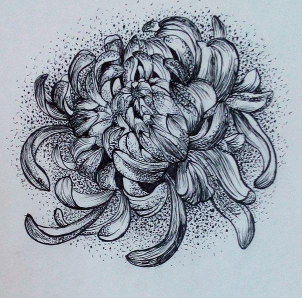604x596 Chrysanthemum Drawing By Eugenia Shunina - Chrysanthemum Sketch