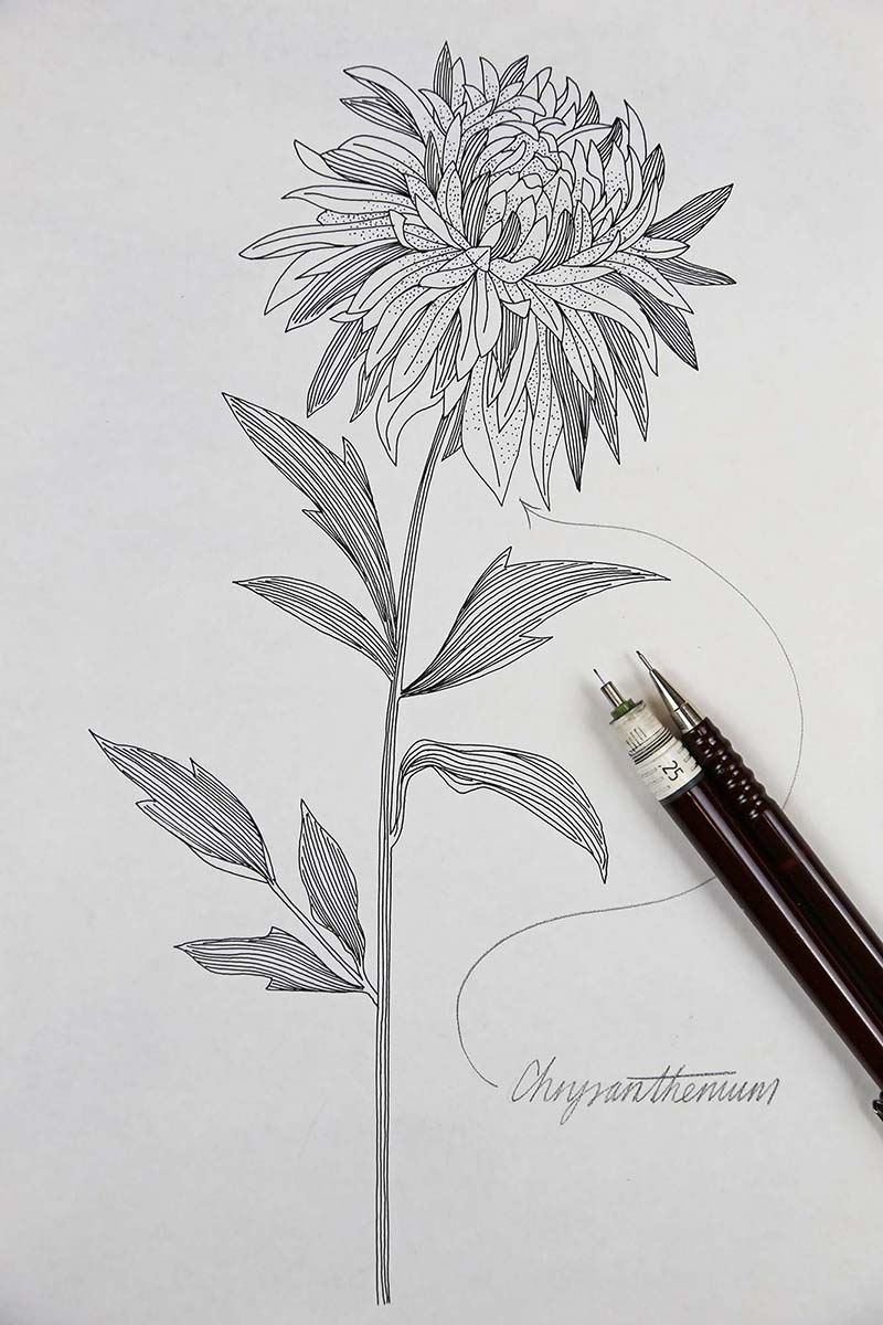 800x1200 Chrysanthemum Floral Detailed Drawing - Chrysanthemum Sketch