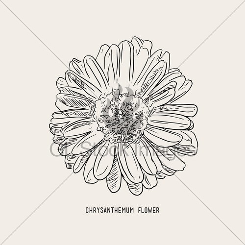 500x500 Chrysanthemum Flower , Sketch Vector. Gl Stock Images - Chrysanthemum Sketch