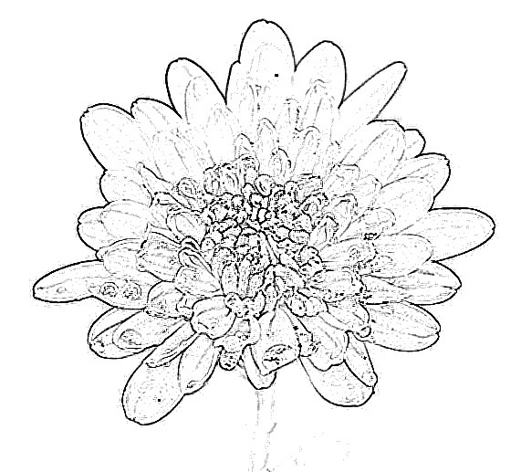 571x517 Chrysanthemum Flower Sketch - Chrysanthemum Sketch