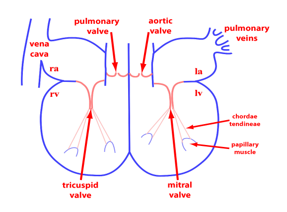 Circulatory System Sketch at PaintingValley.com | Explore collection of ...