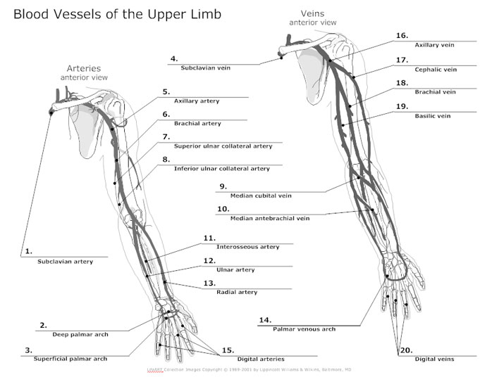 698x536 Circulatory System Diagram - Circulatory System Sketch