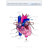 200x200 Circulatory System Diagram - Circulatory System Sketch