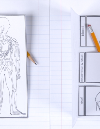 400x516 Circulatory System Diagrams Dinah - Circulatory System Sketch