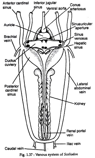 319x529 Circulatory System Of Scoliodon (With Diagram) Zoology - Circulatory System Sketch