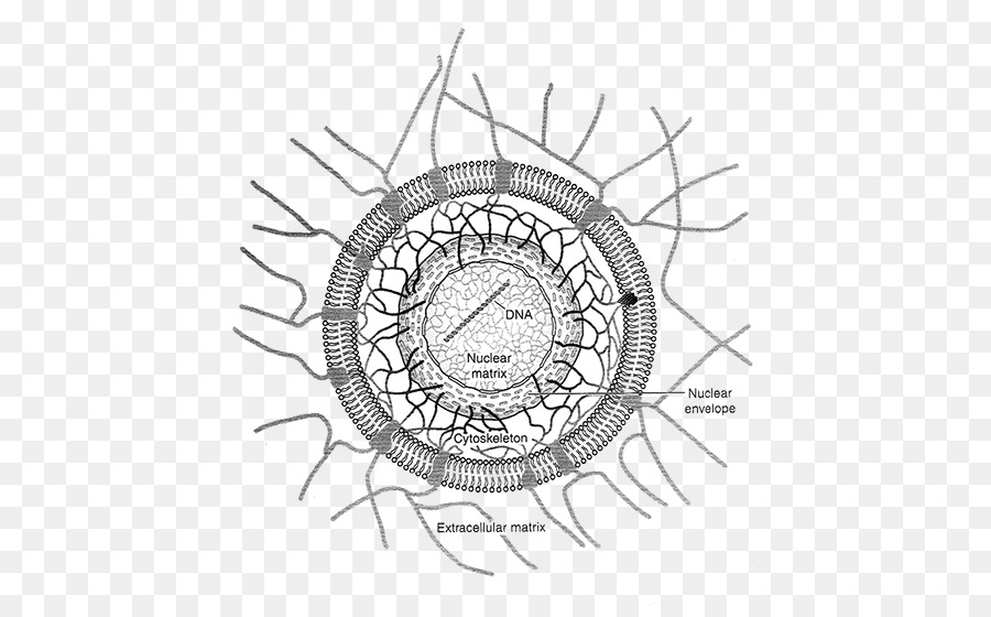 900x560 Drawing Cytoskeleton Cell Sketch Image - Circulatory System Sketch