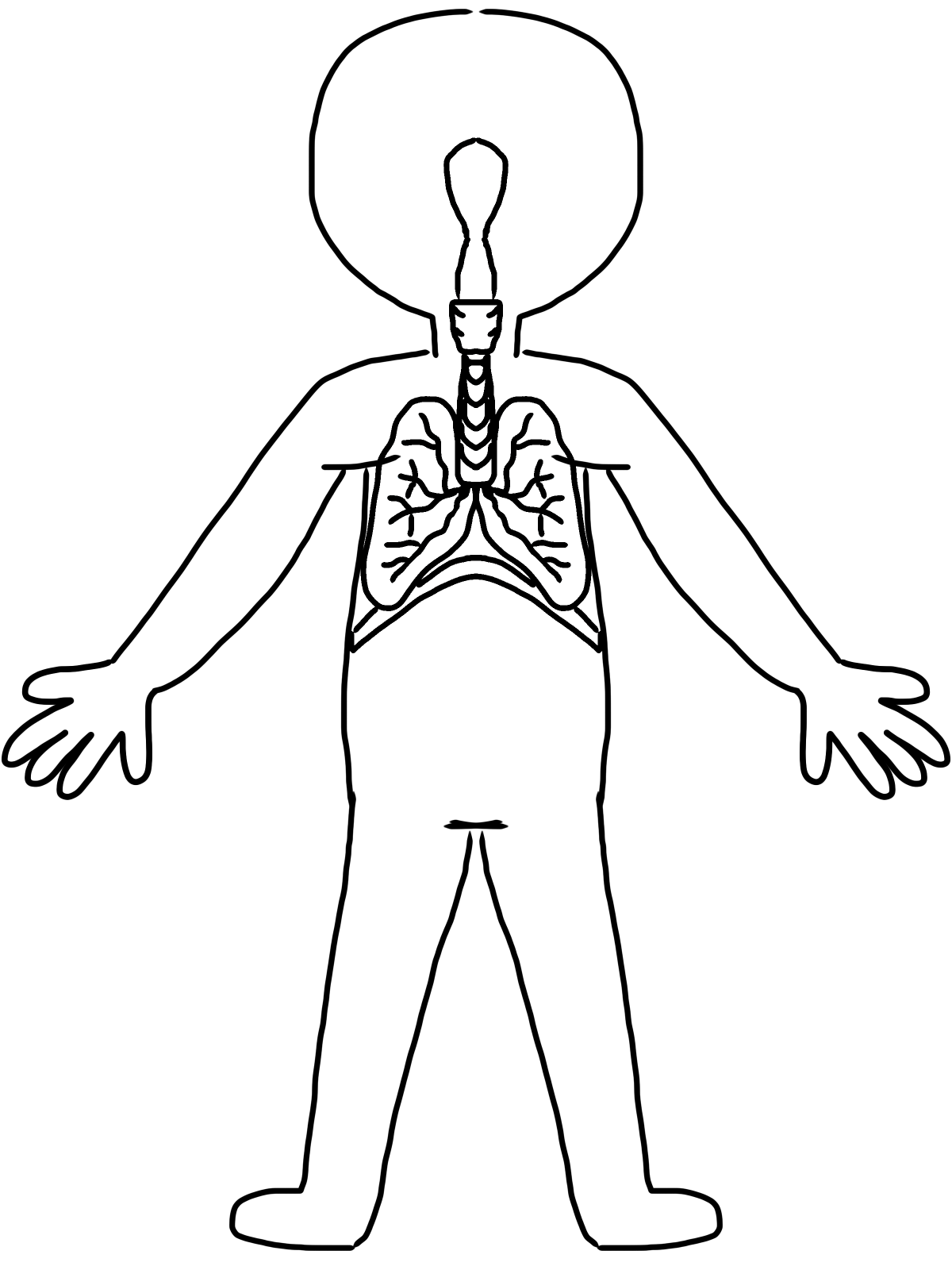 1200x1600 Human Body Drawing Circulatory System Clip Art - Circulatory System Sketch